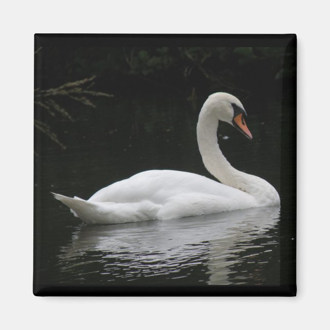 Graceful White Swan Magnet (Vorne)