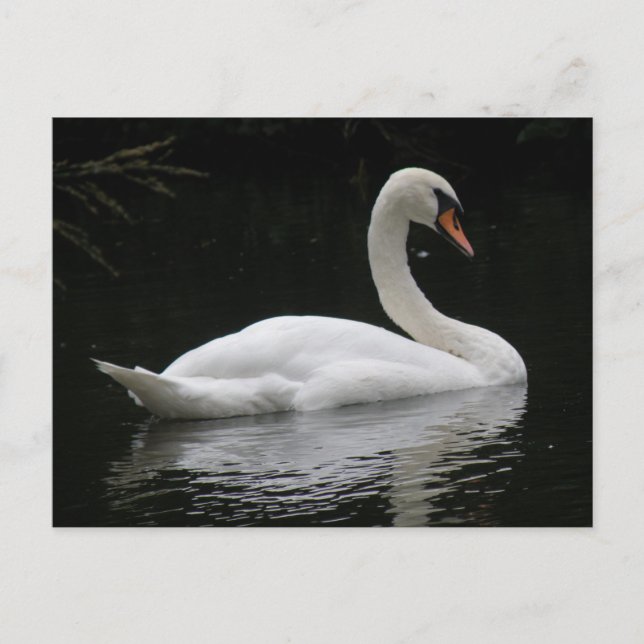Graceful White Swan Postcard Postkarte (Vorderseite)