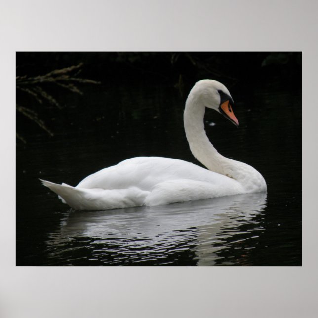 Graceful White Swan Poster (Vorne)