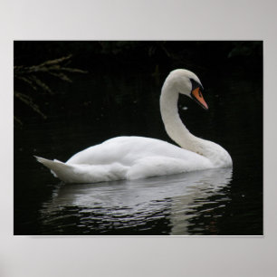 Graceful White Swan Poster