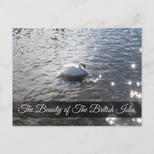 Gracefull Swan bei der Lake District Post Card Postkarte