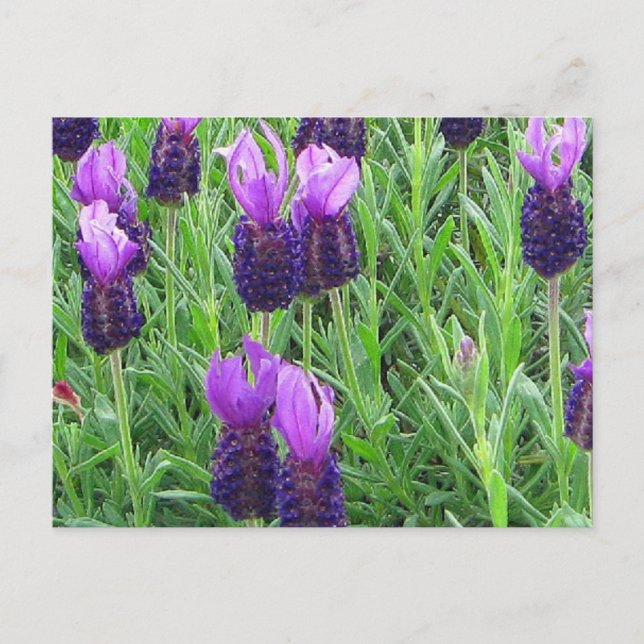 Grace's Lavendel Postcard Postkarte (Vorderseite)