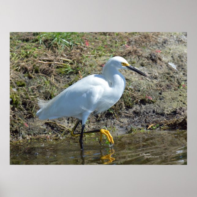 Gracful white Egret bird Poster (Vorne)