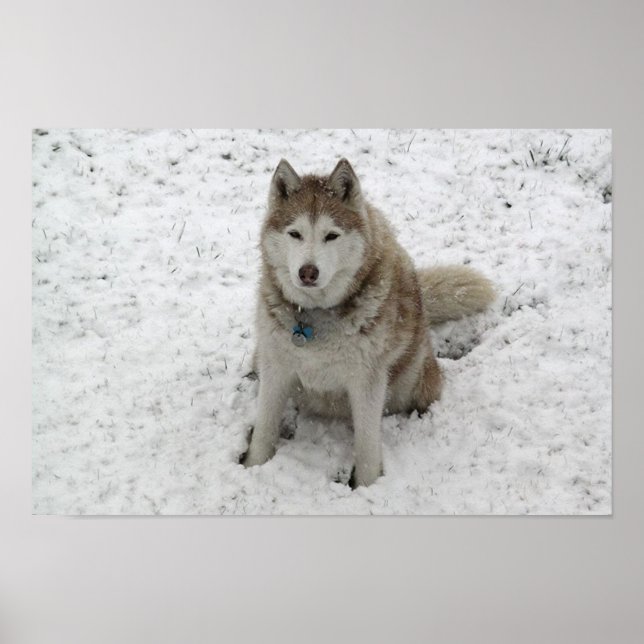 Gracie 1 poster (Vorne)