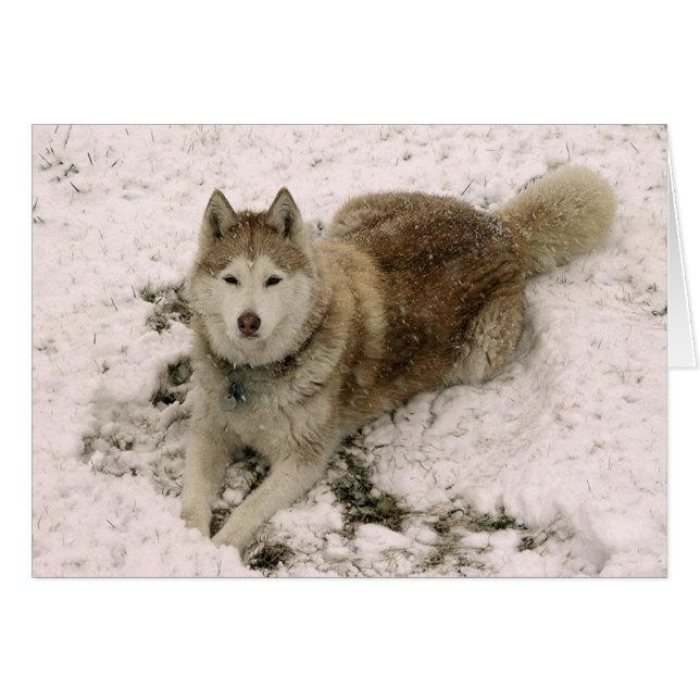 Gracie 2 Karte (Vorderseite (Horizontal))