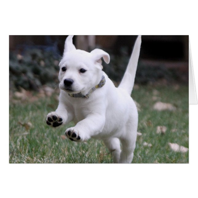 Gracie, der gelbe (weiße) Labrador (Vorderseite (Horizontal))