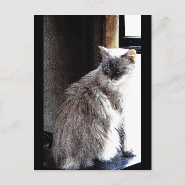 Gracie Postkarte (Vorderseite)