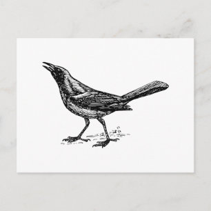 Grackel-Vogel im Vintage-Skizzenstil Postkarte