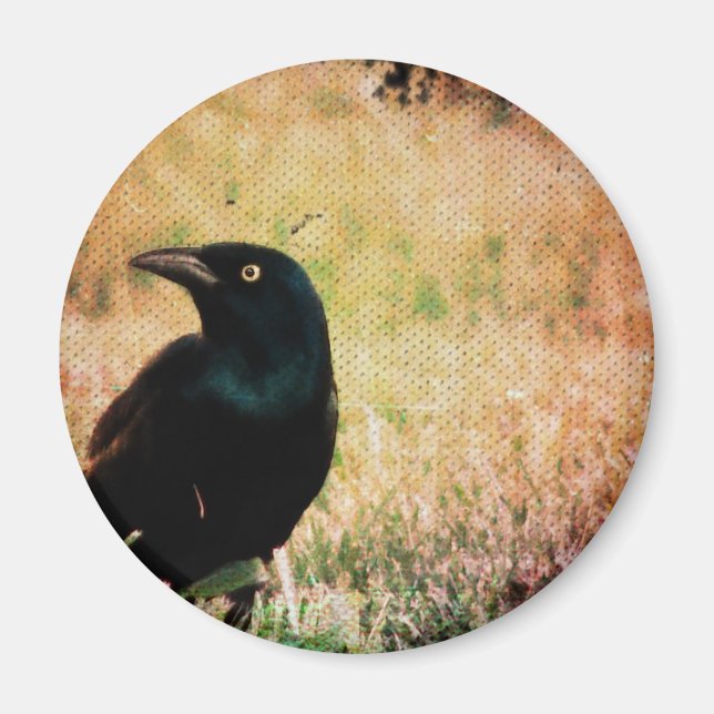 Grackle 3 magnet (Vorne)