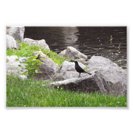 Grackle auf den Felsen Fotodruck