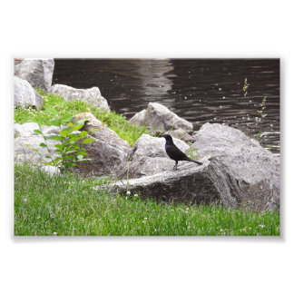Grackle auf den Felsen Fotodruck