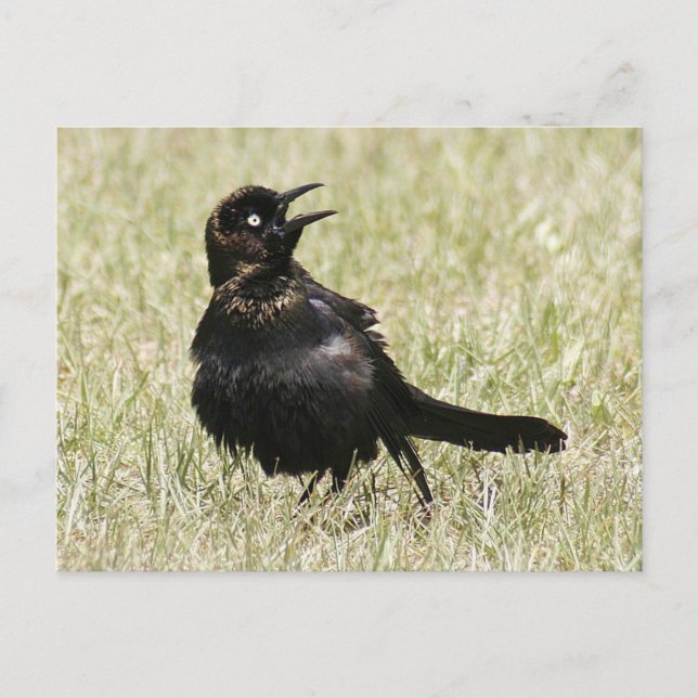 Grackle Foto Postkarte (Vorderseite)