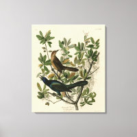 Grackle mit Sattel - Audubons Vögel in Amerika