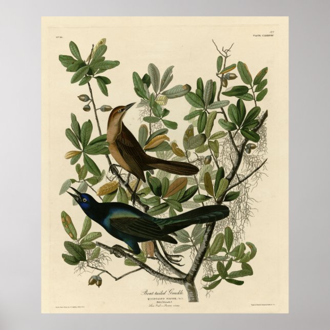 Grackle mit Sattel - Audubons Vögel in Amerika Poster (Vorne)