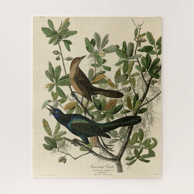 Grackle mit Sattel - Audubons Vögel in Amerika Puzzle (Vertikal)