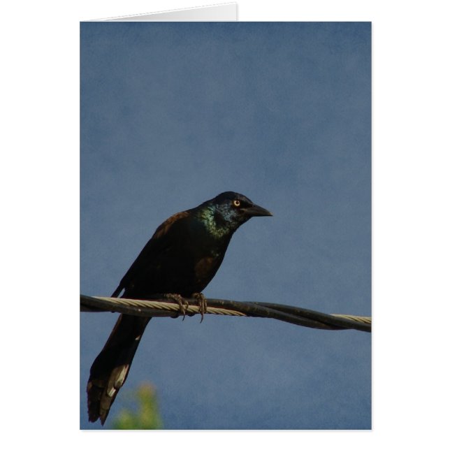 Grackle Power, Alles Gute zum Gebur (Vorne)