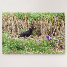 Grackle unter den Blumen