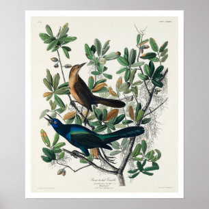 Grackle von Audubon Poster