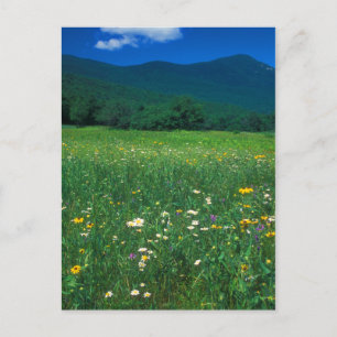 Grafton Notch Wiese Postkarte
