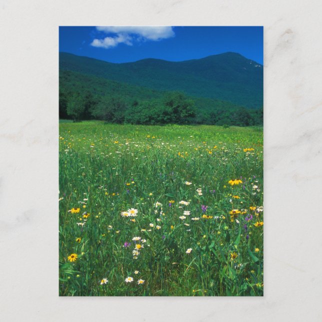 Grafton Notch Wiese Postkarte (Vorderseite)