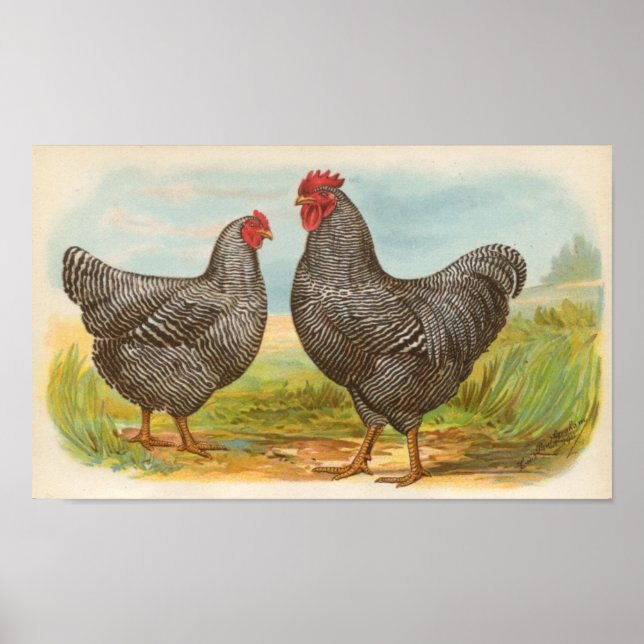 Graham - Barred Plymouth Rocks Chickens Folio Poster (Vorne)