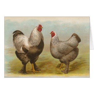 Graham - Dunkle Brahma Chickens