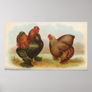 Graham - Partridge Cochin Chickens Portfolio Poster