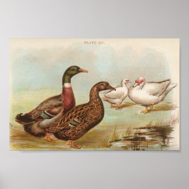 Graham - Rouen und Muscovy Ducks Portfolio Poster (Vorne)