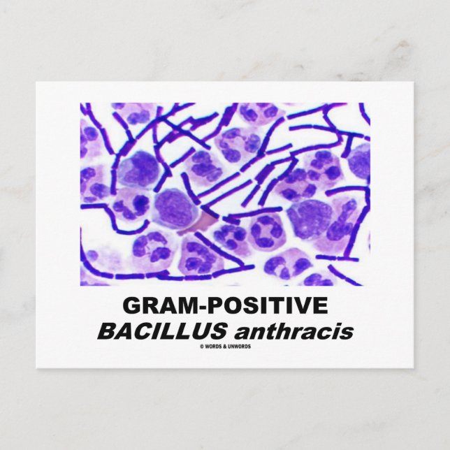 Gram-Positive Bacillus anthracis (Bacteria) Postkarte (Vorderseite)