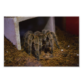Grammostola Rosea Fotodruck