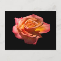 Granada Tea Rose Postkarte