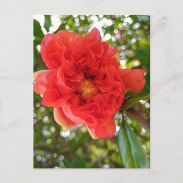 Granatapfel-Blumen-Postkarte Postkarte (Vorderseite)