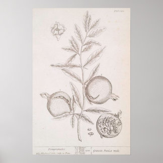 Granatapfel botanischer Zeichnungsposter Poster