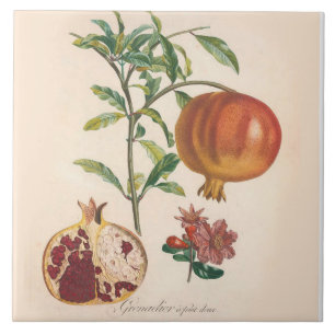 Granatapfel-dekorativer Fliese