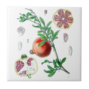 Granatapfel Fliese