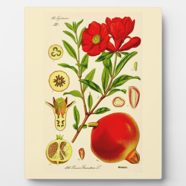 Granatapfel Fotoplatte (Vorderseite)