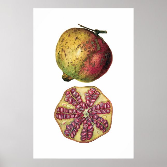 GRANATAPFEL Obst botanischer Poster (Vorne)