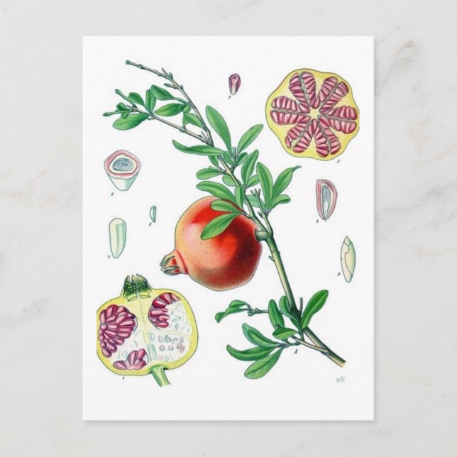 Granatapfel Postkarte (Vorderseite)