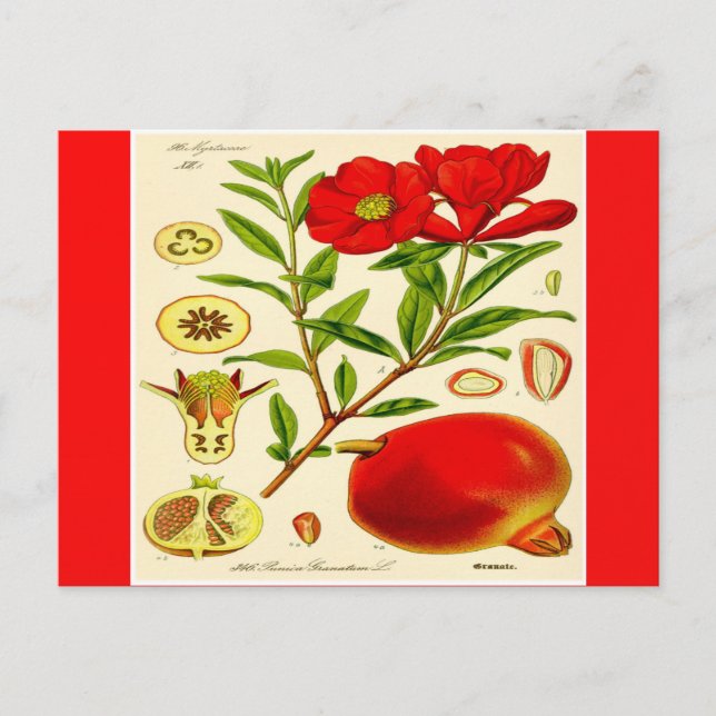 Granatapfel Postkarte (Vorderseite)