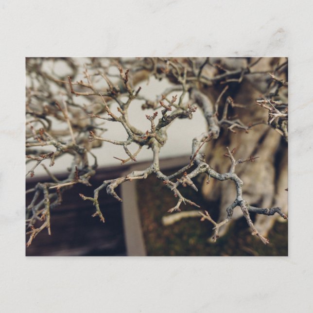 Granatäpfel Postkarte (Vorderseite)