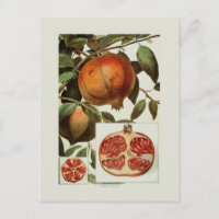 Granatapfel
