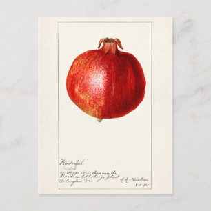 Granatäpfel (Punica Granatum) Fruchtmalerei Postkarte