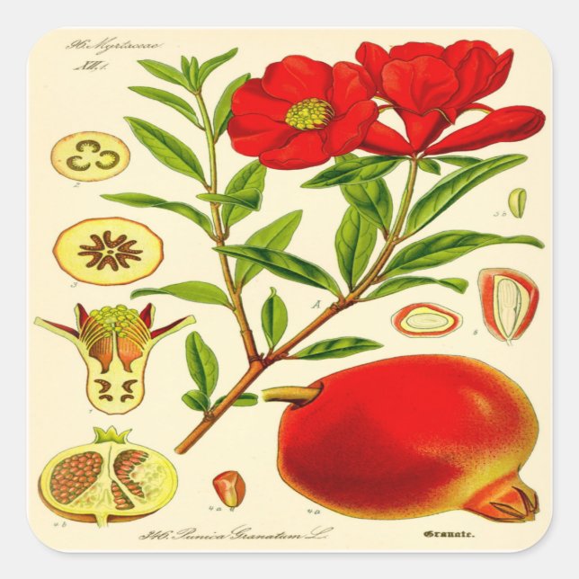 Granatapfel Quadratischer Aufkleber (Vorderseite)
