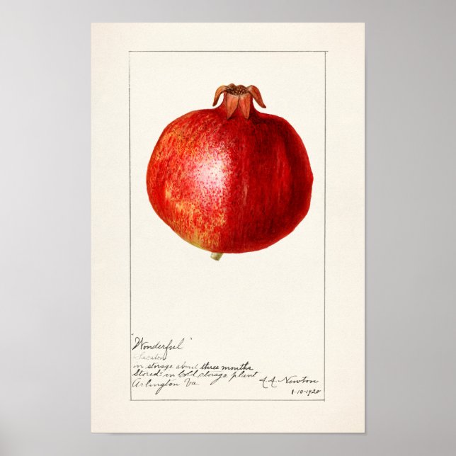 Granatapfele (Punica Granatum) Fruchtmalerei Poster (Vorne)
