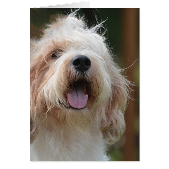 Grand Basset Dog (Vorne)