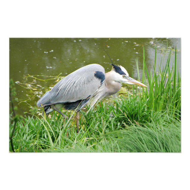 Grand Blue Heron Fotodruck (Vorne)