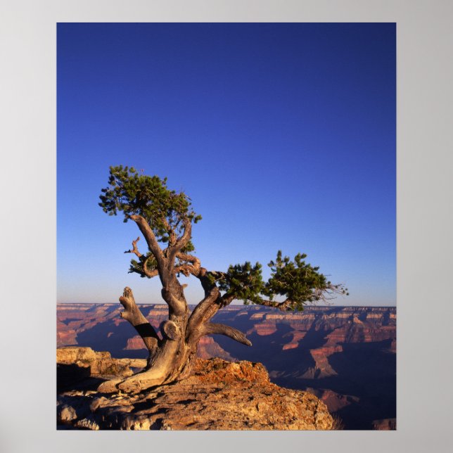 Grand Canyon, Arizona, USA Poster (Vorne)