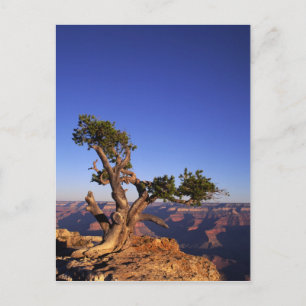 Grand Canyon, Arizona, USA Postkarte