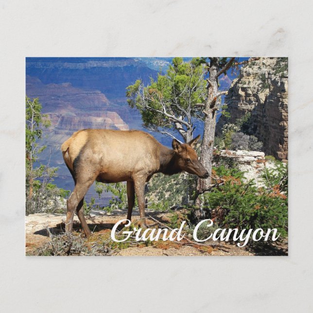 Grand Canyon Nationalpark Arizona Vereinigtes Staa Postkarte (Vorderseite)