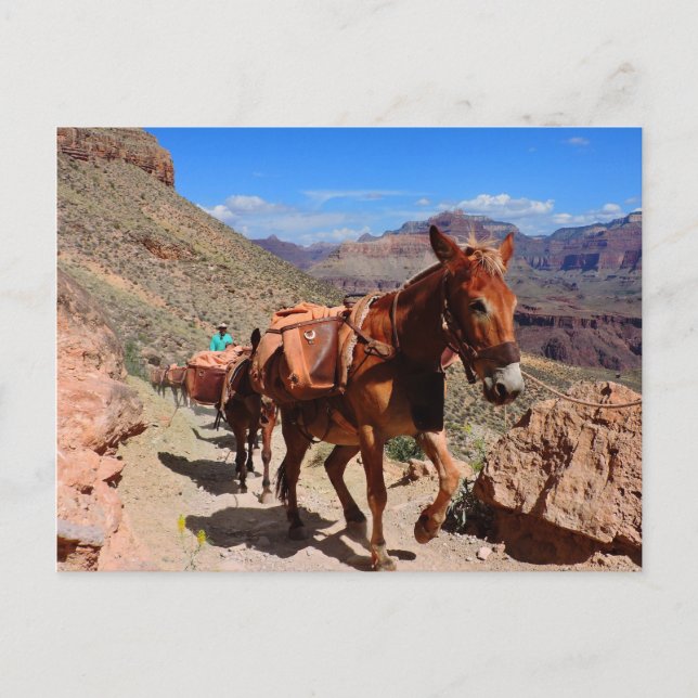 Grand Canyon Pack Mules on Travel Postkarte (Vorderseite)